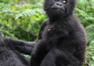 Ruanda Reise Volcanoes Nationalpark Berggorilla