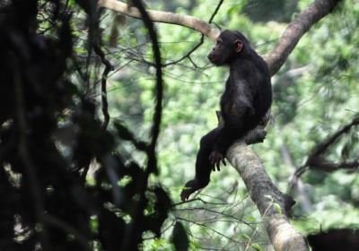 Ruanda Rundreise Nyungwe Nationalpark Schimpanse im Baum 