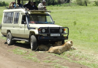 Tansania Hochzeitsreise Ngorongoro Krater Lowen
