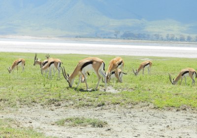 Tansania Safari Ngorongoro Krater Thomson Gazellen
