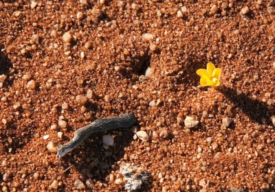 Südafrika Safari Northern Cape Namaqualand Blume