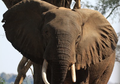 Sambia Reise Lower Zambezi Nationalpark Elefant