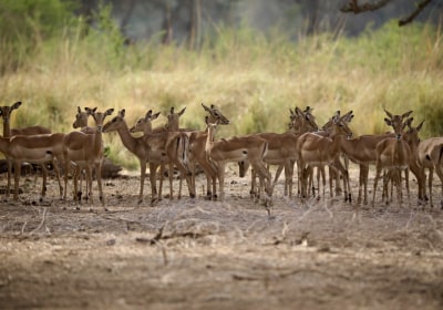 Sambia Gruppenreise Lower Zambezi Nationalpark Impalaherde
