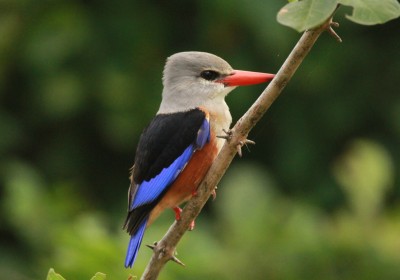 Sambia Gruppenreise South Luangwa Nationalpark Eisvogel