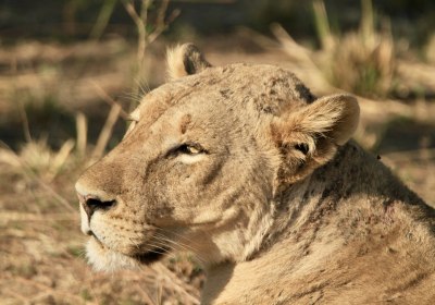 Sambia Gruppenreise South Luangwa Nationalpark Löwe