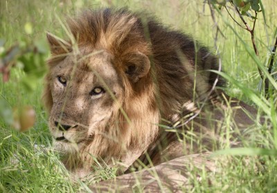 Sambia_Reise_South_Luangwa_Nationalpark_Loewe30