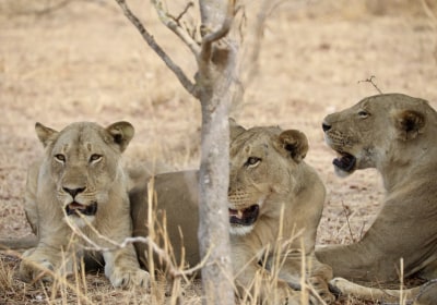 Sambia Gruppenreise South Luangwa Nationalpark Löwen