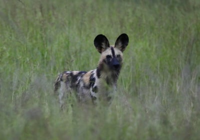 Sambia Gruppenreise South Luangwa Nationalpark Wildhund