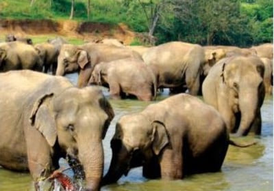 Hochzeitsreise Sri Lanka Elefanten waisen