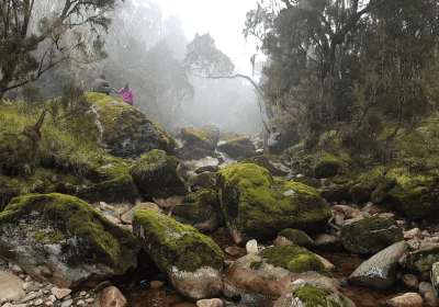 Uganda Trekking Ruwenzori Nyamwamba Valley Natur Nebel