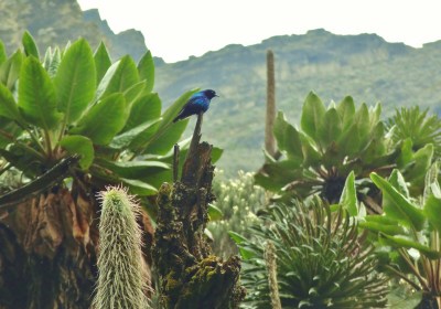 Uganda_Trekking_Ruwenzori_sun_bird.JPG