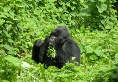 Uganda_Reise_Gorilla_DJ2012_leader