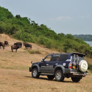 8 mburo nationalpark c50f7c74 83b8 4035 82dd 28299a7476f4