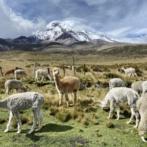 Chimborazo%201 736ad367 e943 4ac5 97b9 40071b69df27