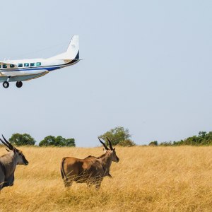 Landing%20over%20bushbock bb864a60 9fff 4d35 a68e e638df852c93