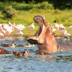 day trip to hells gate and lake naivasha from nairobi tour 2 28901 0 20410988 964b 48be 9a87 39707caf0c85