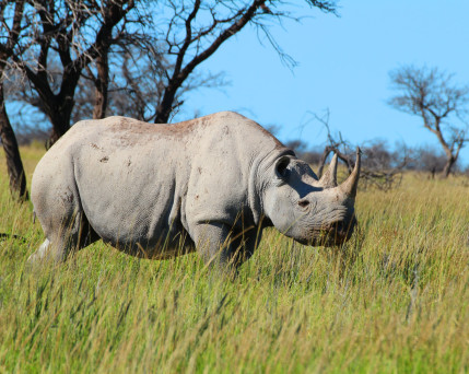 Namibia_Nashorn