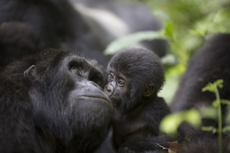 A%20baby%20mountain%20wild%20gorilla%20kisses%20his%20mother 6ec7a425 b70a 46c7 a9db 173d4721b3e0