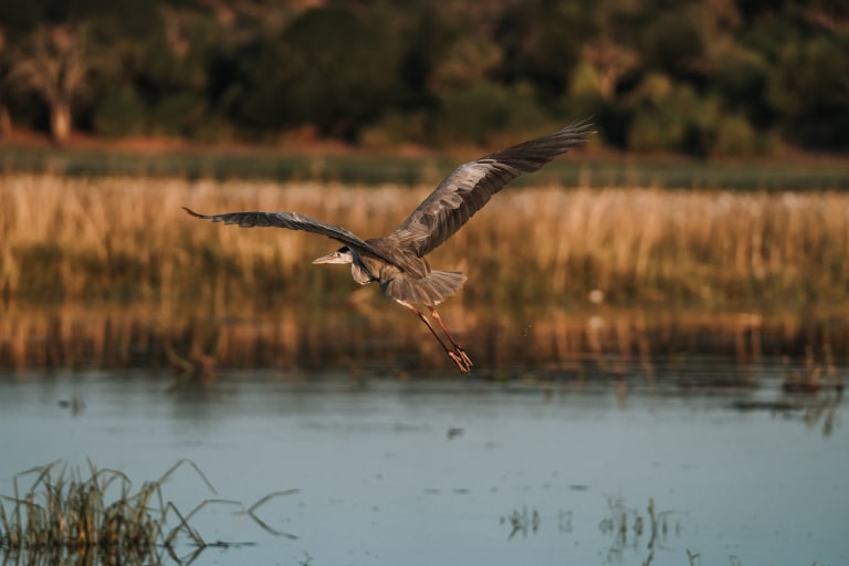 wildlife botswana 1c1c1175 5439 4e9d 8e4c 3f4c2223b661