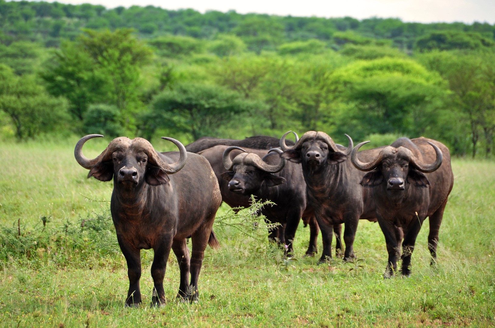 Buffalo 5 Tanzania Experience 0328b0db 362b 49f7 86d6 360b61c9eace