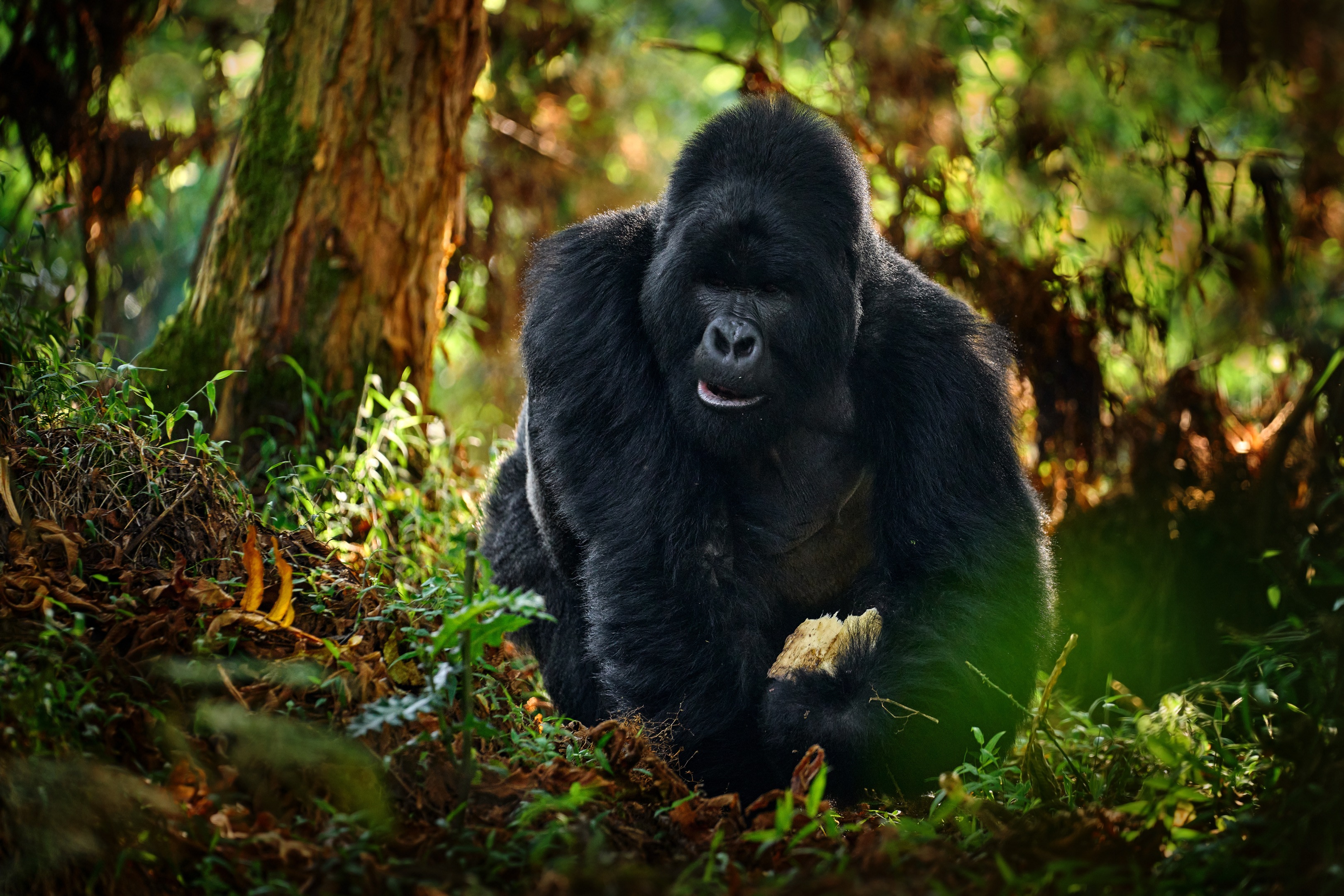 Gorilla Uganda meinewelt reisen