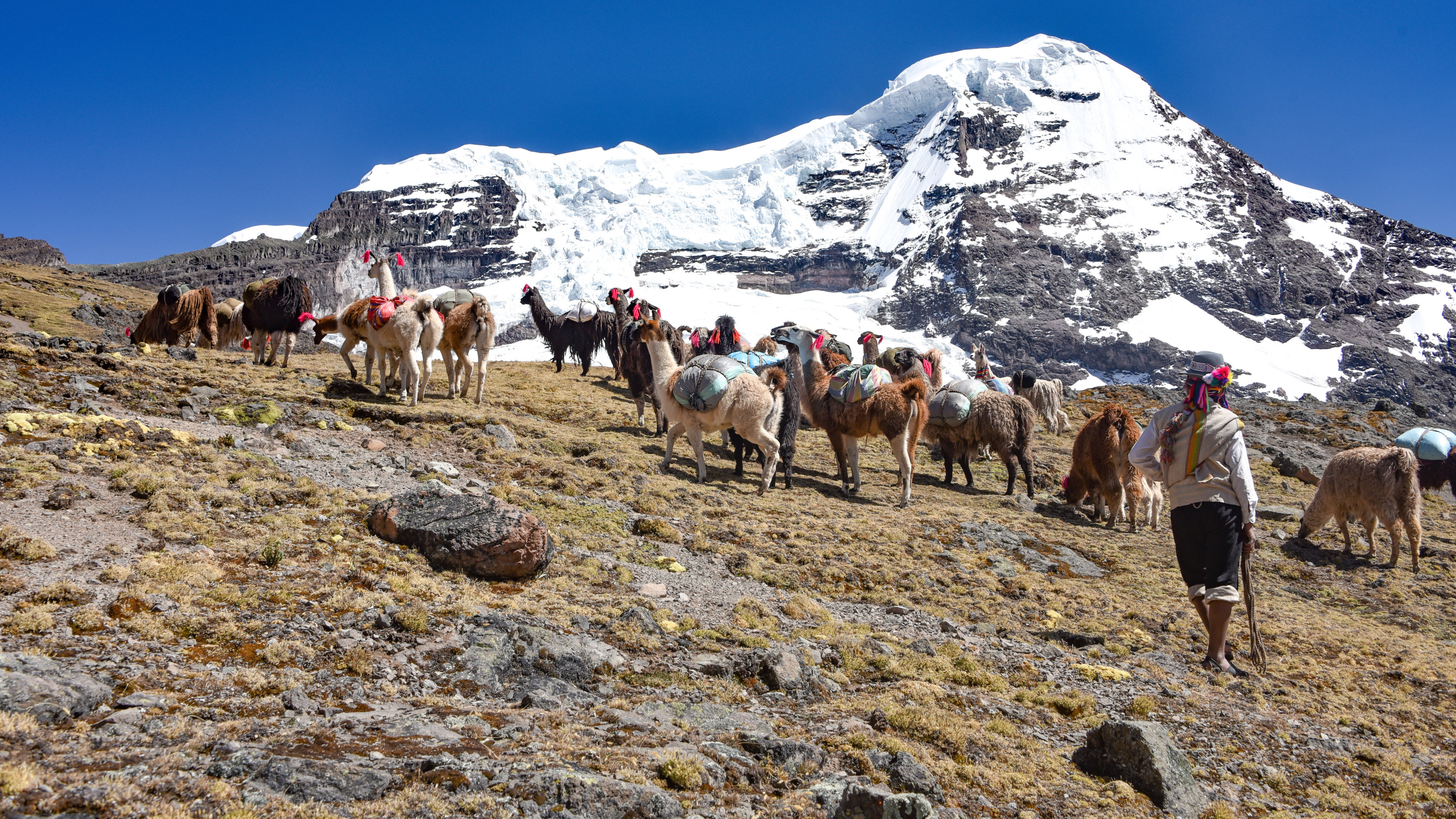 Lamas%20AusangateTrek 5e8c1528 c6ad 47f9 ade7 749a3a539233