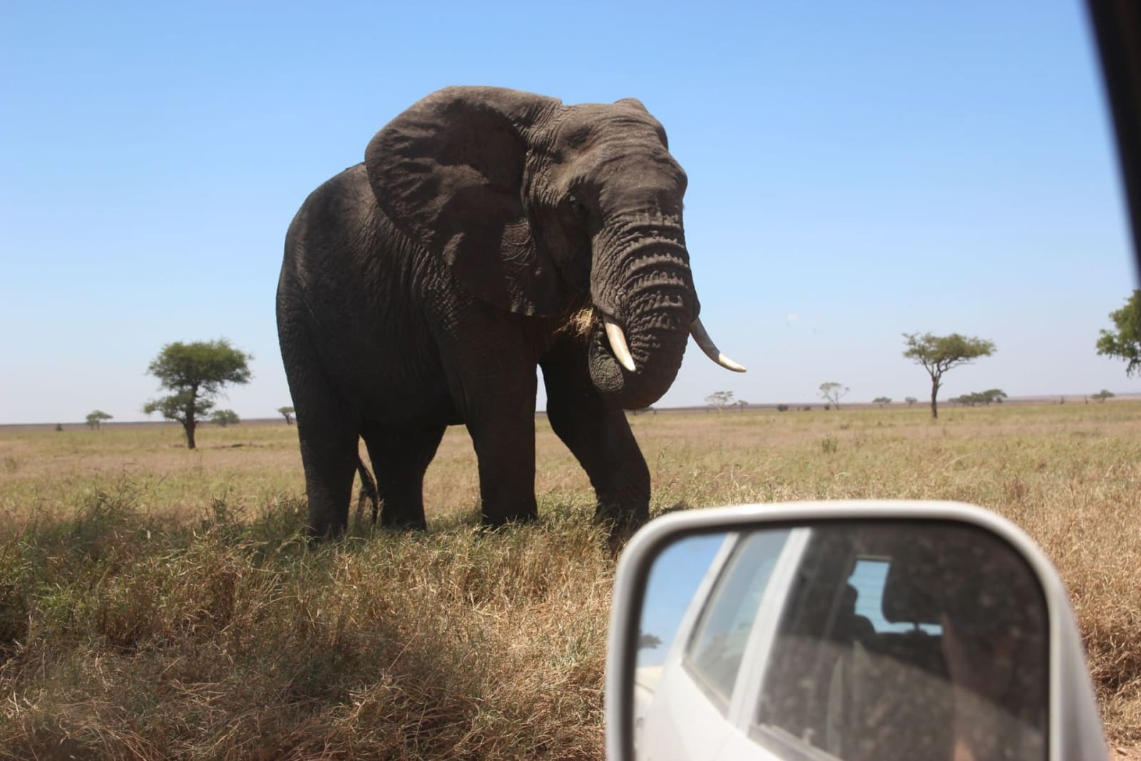 elefant selbstfahrerreise tansania