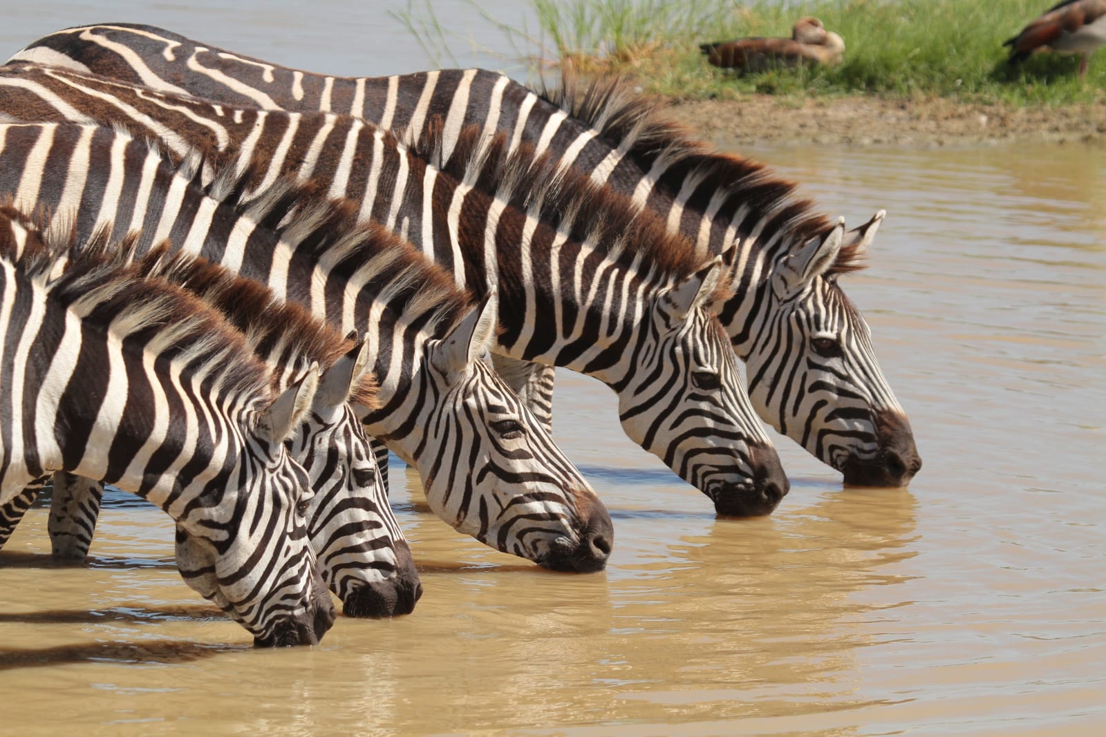 Steppenzebras am Wasserloch Serengeti