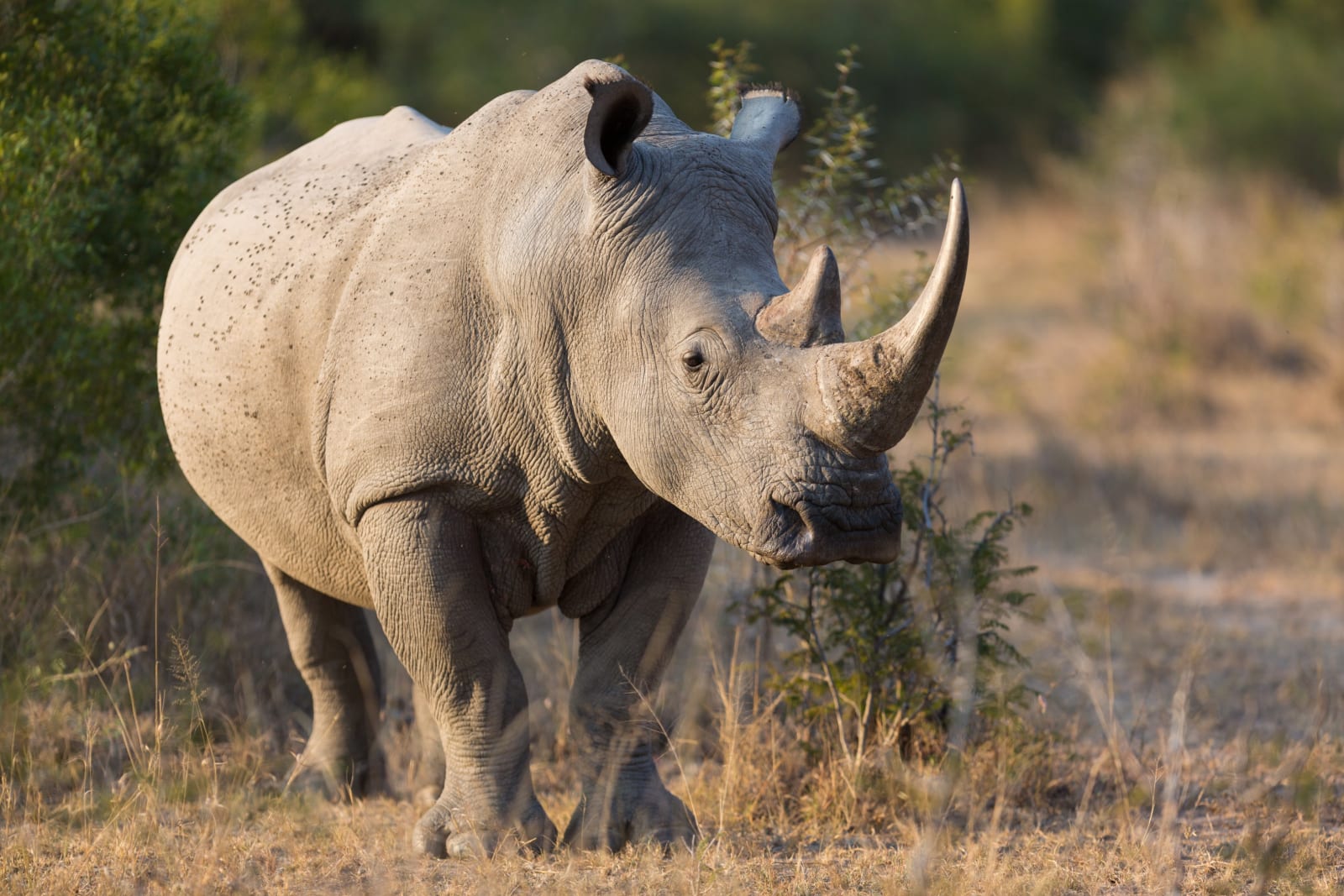 5 Tage Baustein " Nashorn"