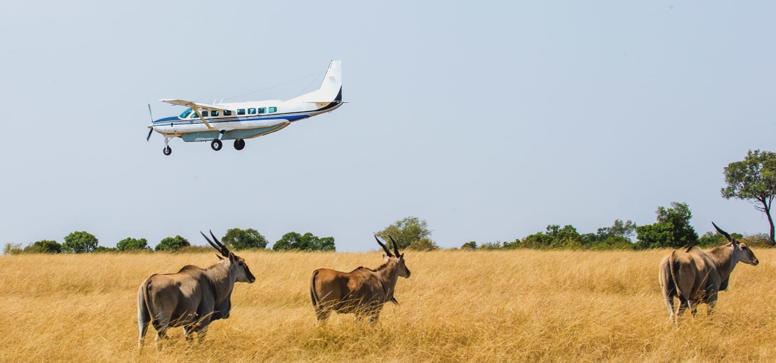 Flugsafari Tansania Serengeti