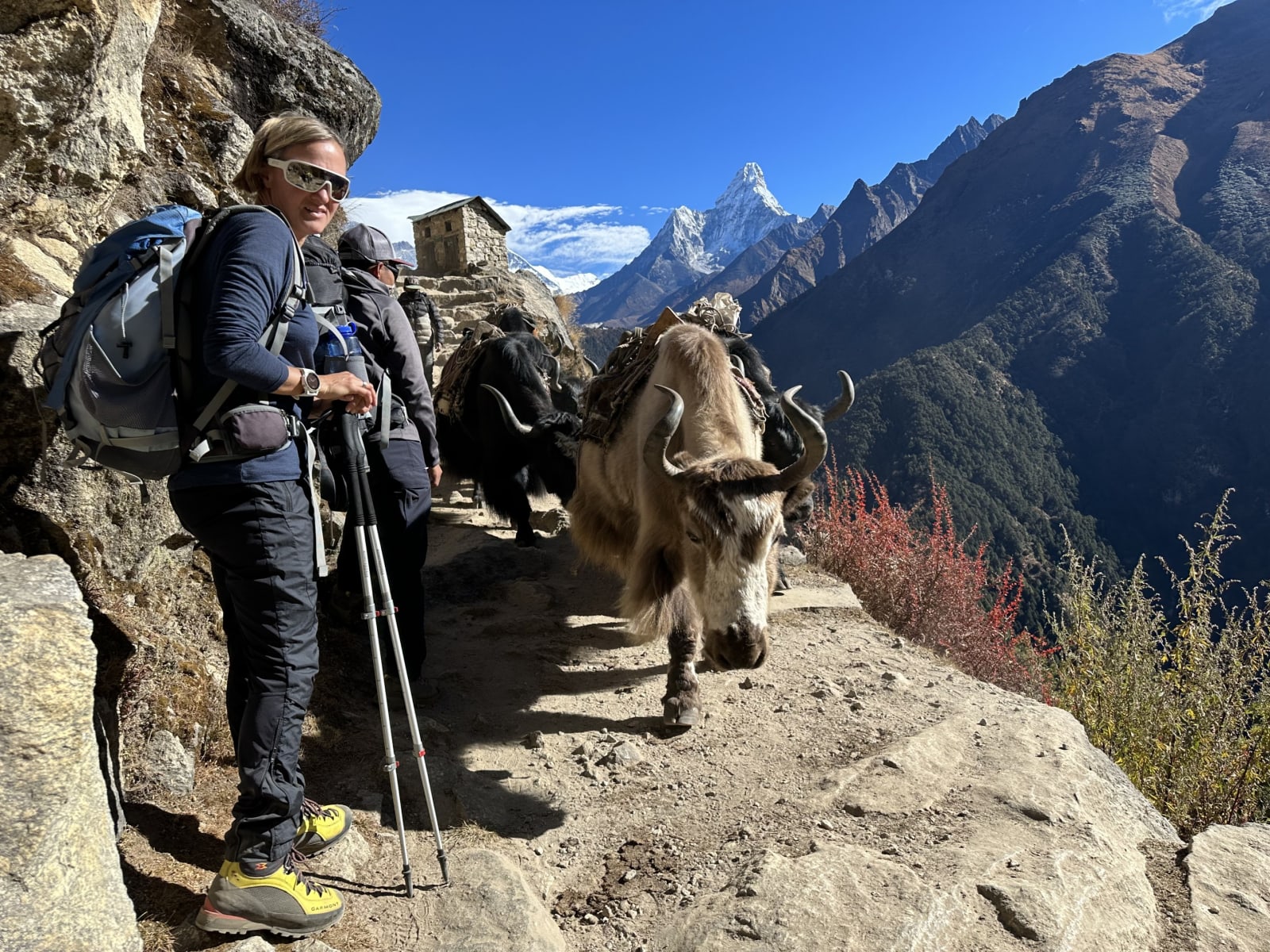 Yaks haben Vorfahrt