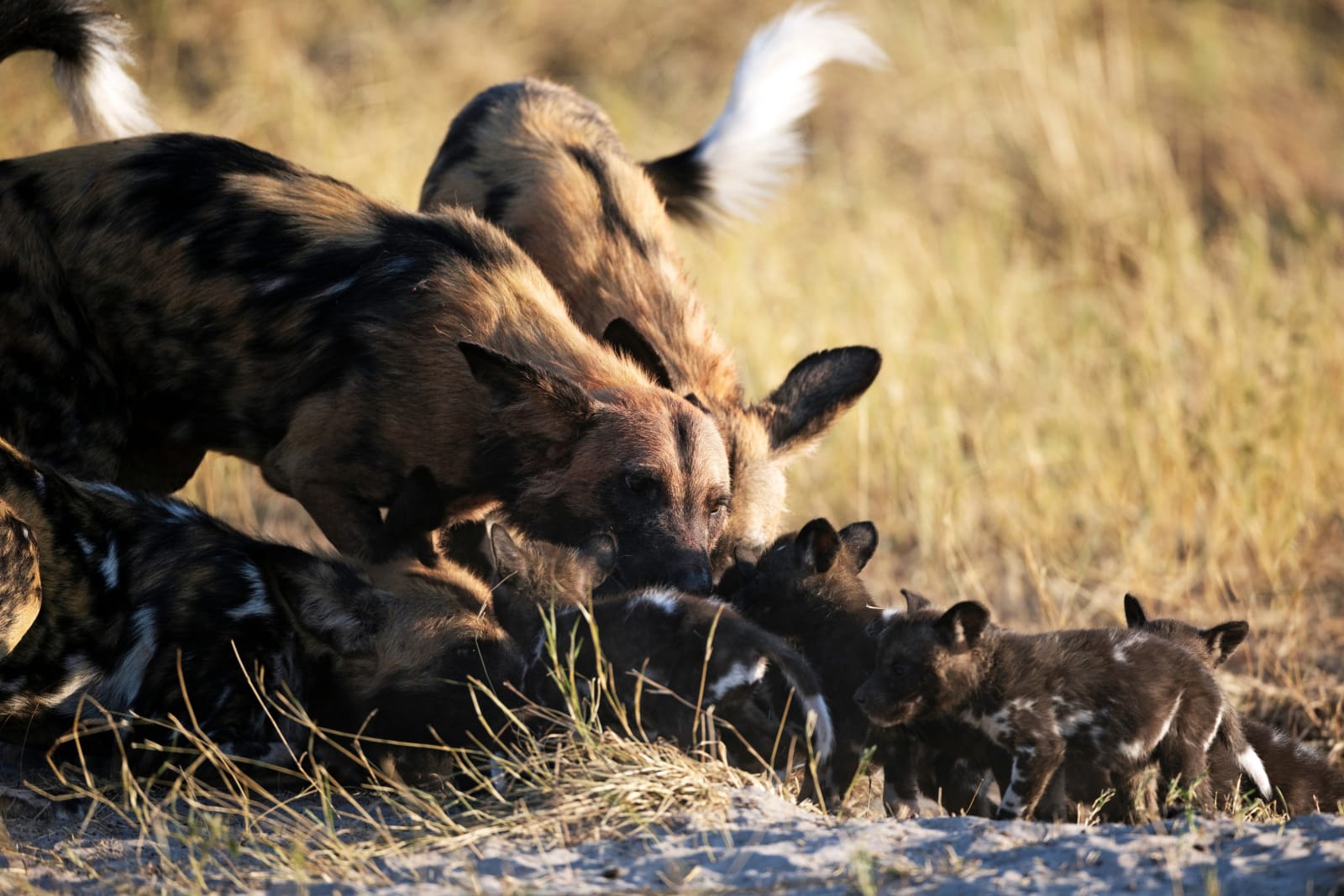 Nyerere Wildhund Meine Kilimandscharo Reisen Tansania