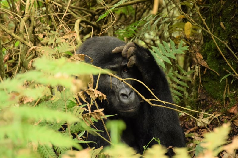 0 frontpage gorilla bwindi meineweltreisen