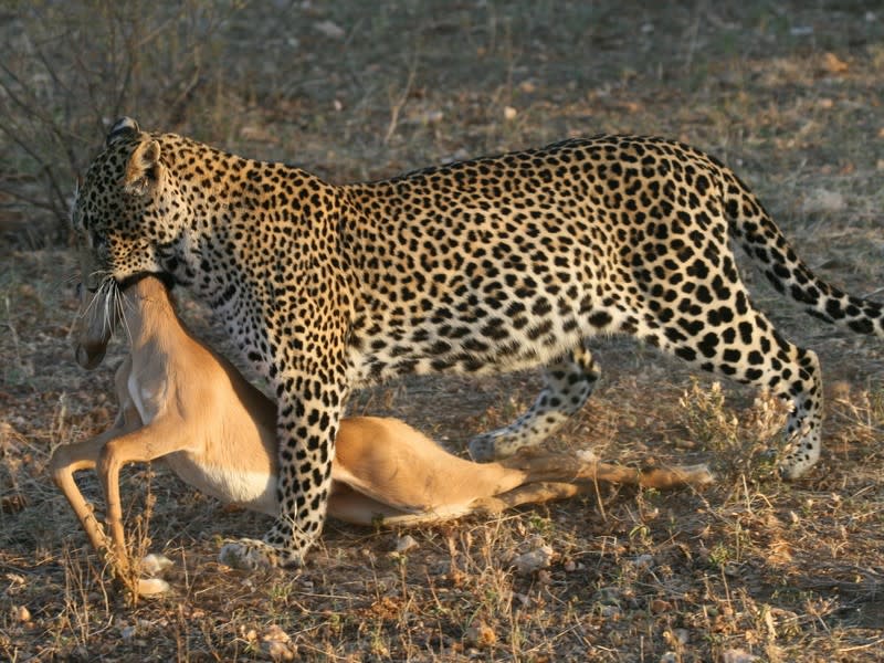 leopard malawi