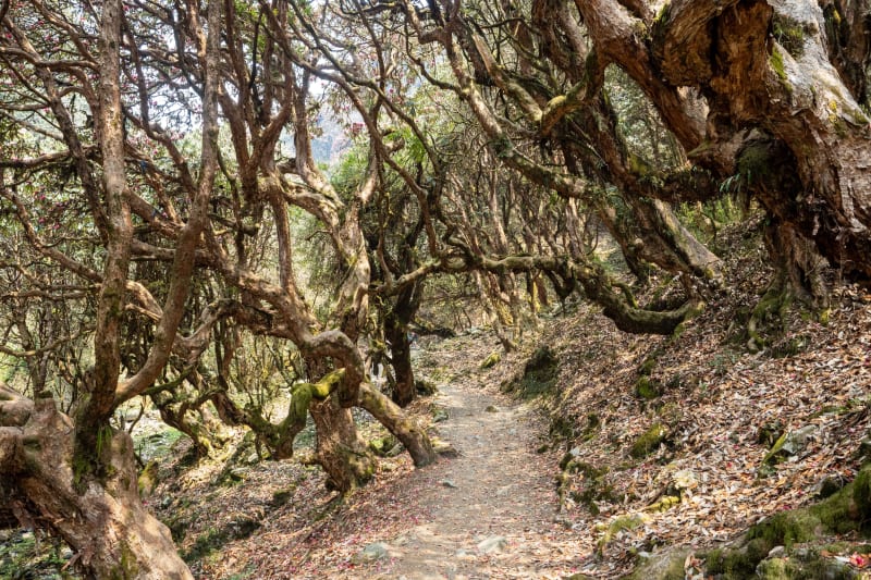 1. Trekkingtag nach Ulleri