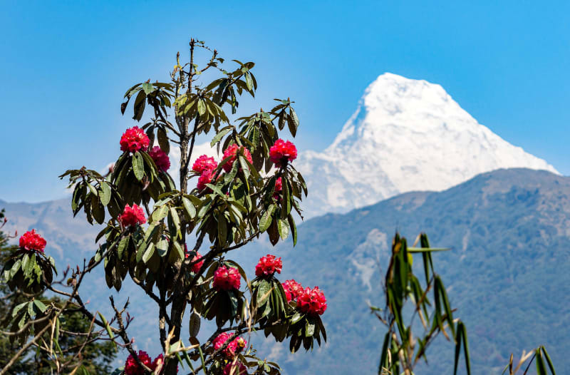 Rhododendron auf dem Weg nach Ghorepani