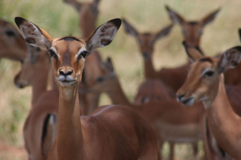 wildlife tansania