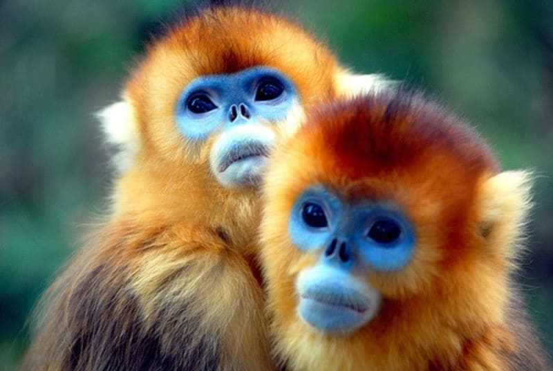 golden monkey meinewelt reisen