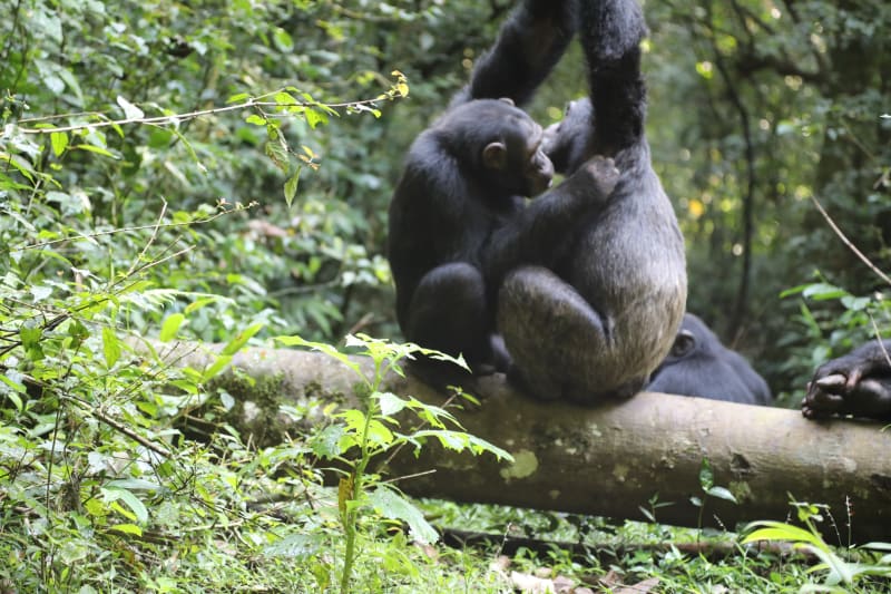 Schimpansen Gombe Tansania Tanganjika