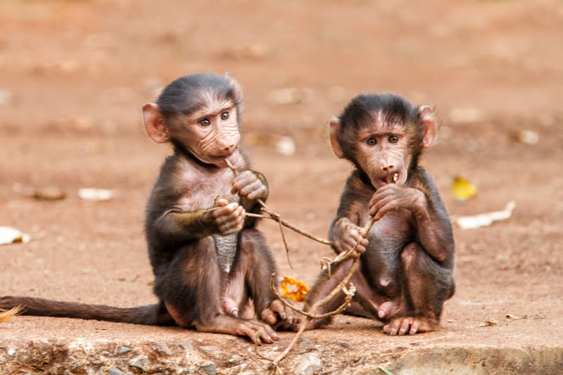 Baboons im Arusha Nationalpark als Anhalter