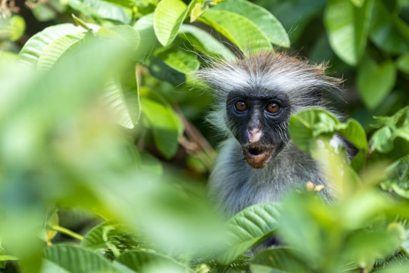 rote colobus affen