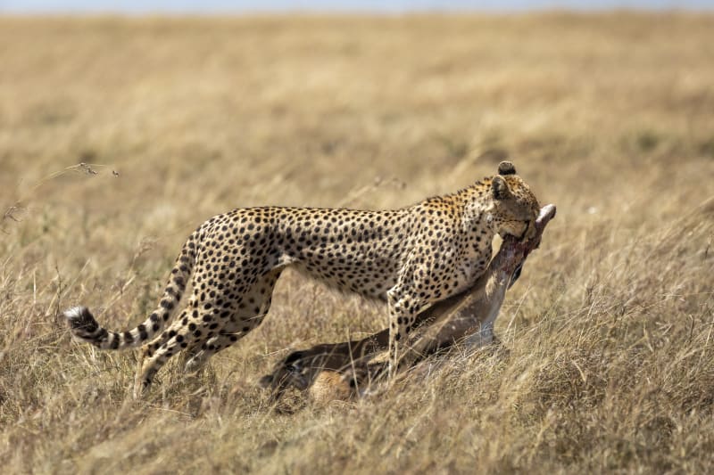 Die erfolgreiche Jagt im Tarangire Nationalpark