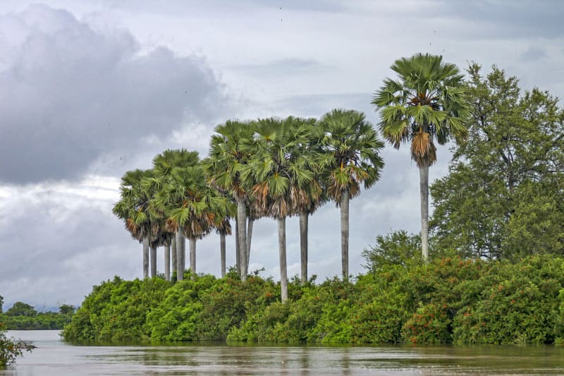 Flussauen am Rufiji River