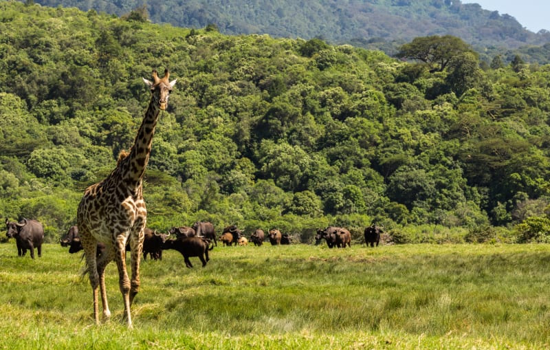 Arusha Nationalpark Tansania