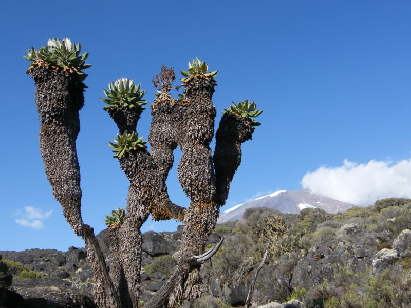 Lobelien an der Barranco Wall