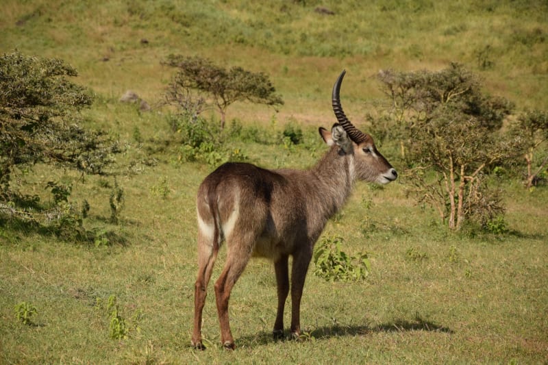 wasserbock lake manyara