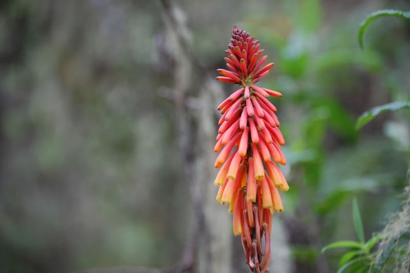 endemic plants kilimanjaro