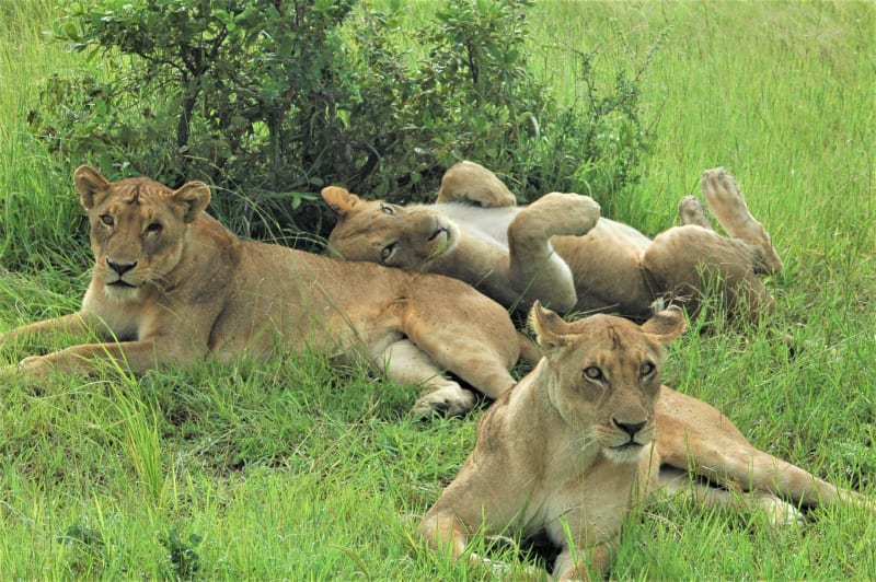 Pirschfahrt Serengeti