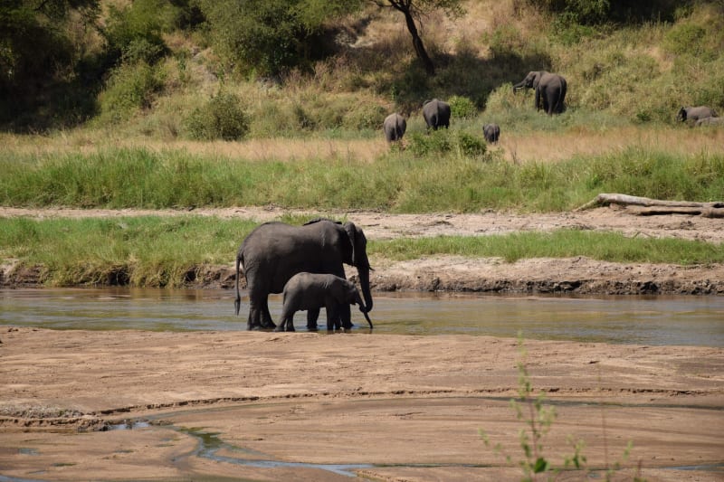Elefanten im Tarangire Nationalpark