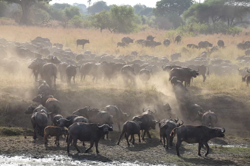Buffelherde im Tarangire NP